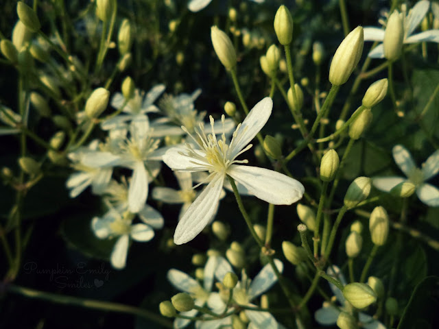 White flower