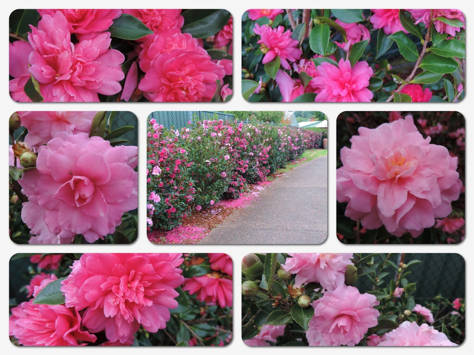Bloomfield Cottage, it's a lifestyle Camellia Hedge just beautiful