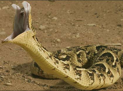 Horrible Wild Snake