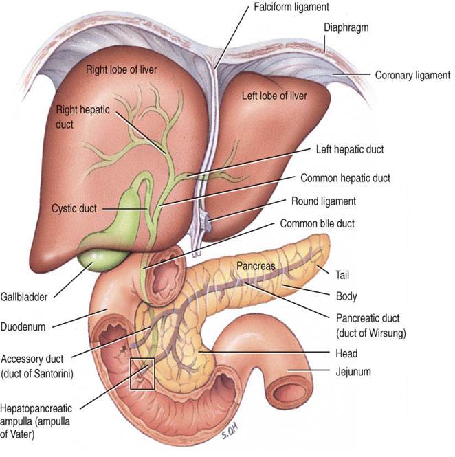 Probiotic colon health reviews restaurants, medicine for stomach pain