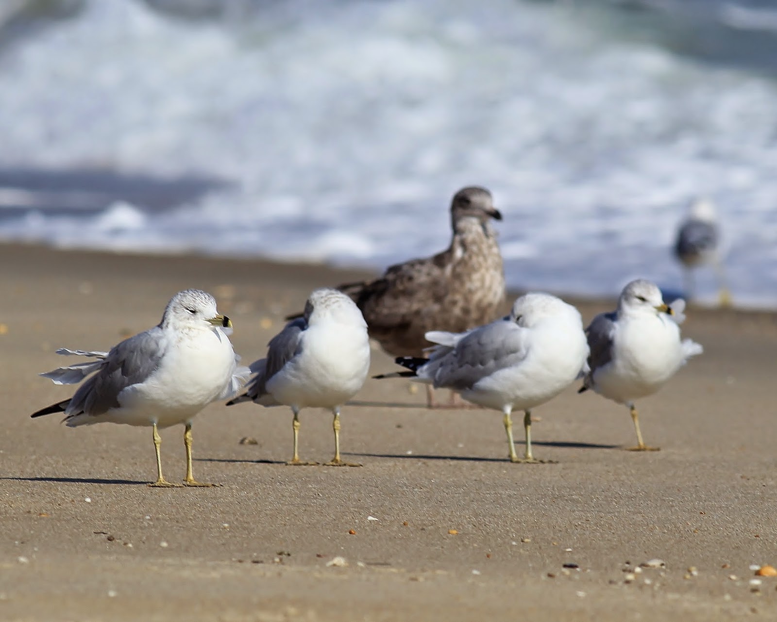 Nature On The Edge Of New York City How Do Gulls Survive Winter