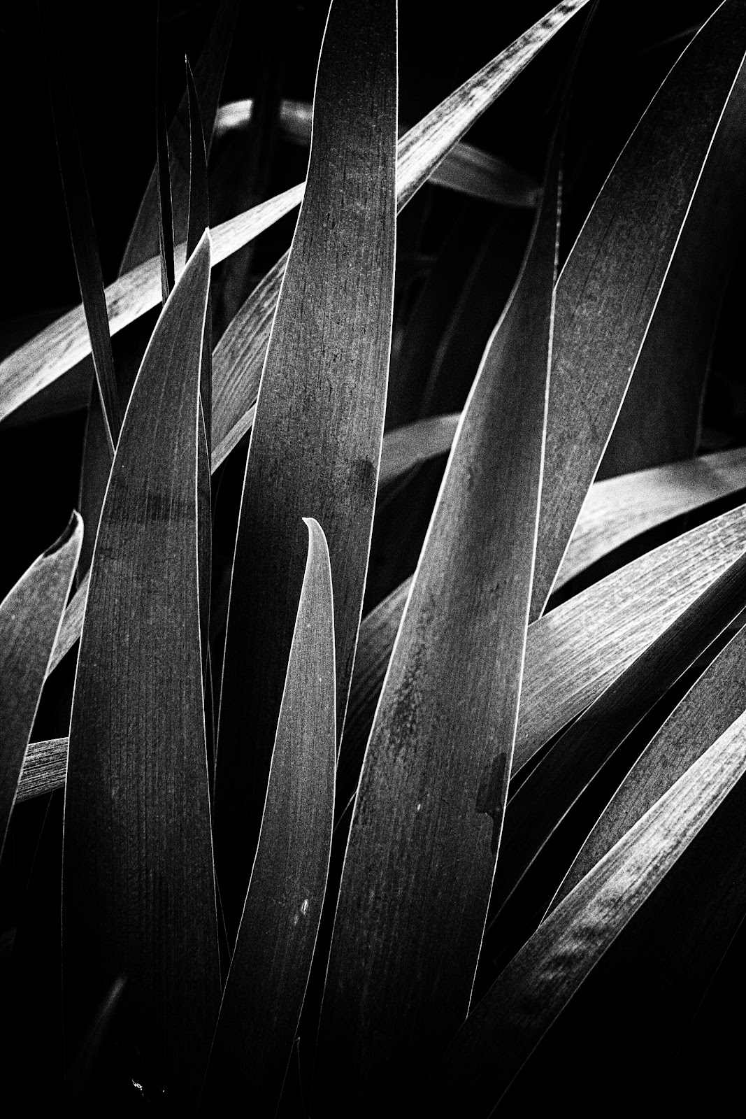 Download Paul strand still life For iPhone Paul Strand Still Life