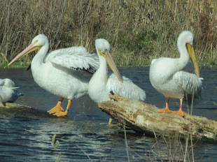 Pelicans