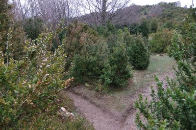Seguimos el sendero de la izquierda