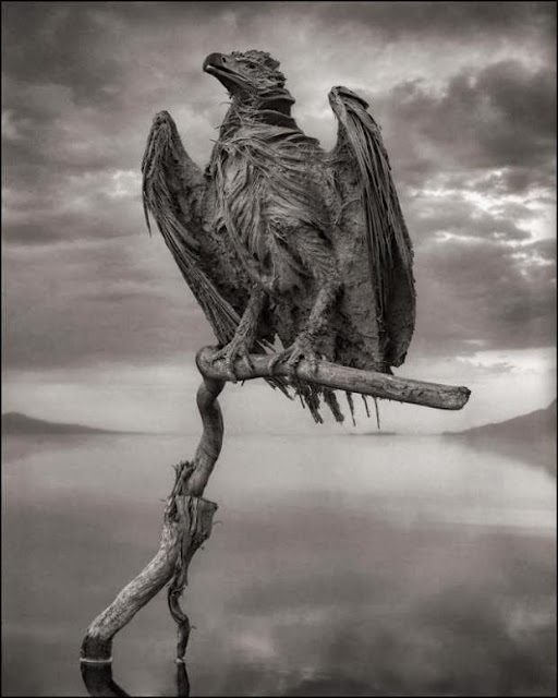 Any Animal That Touches This Lethal Lake Turns to Stone