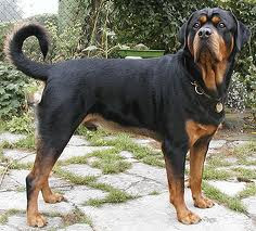 rottweiler dog puppt puppies animal pets picture