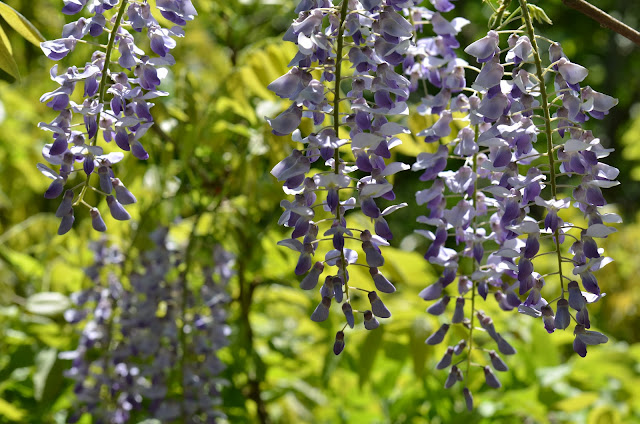 Plantpostings In The Absence Of Smellavision