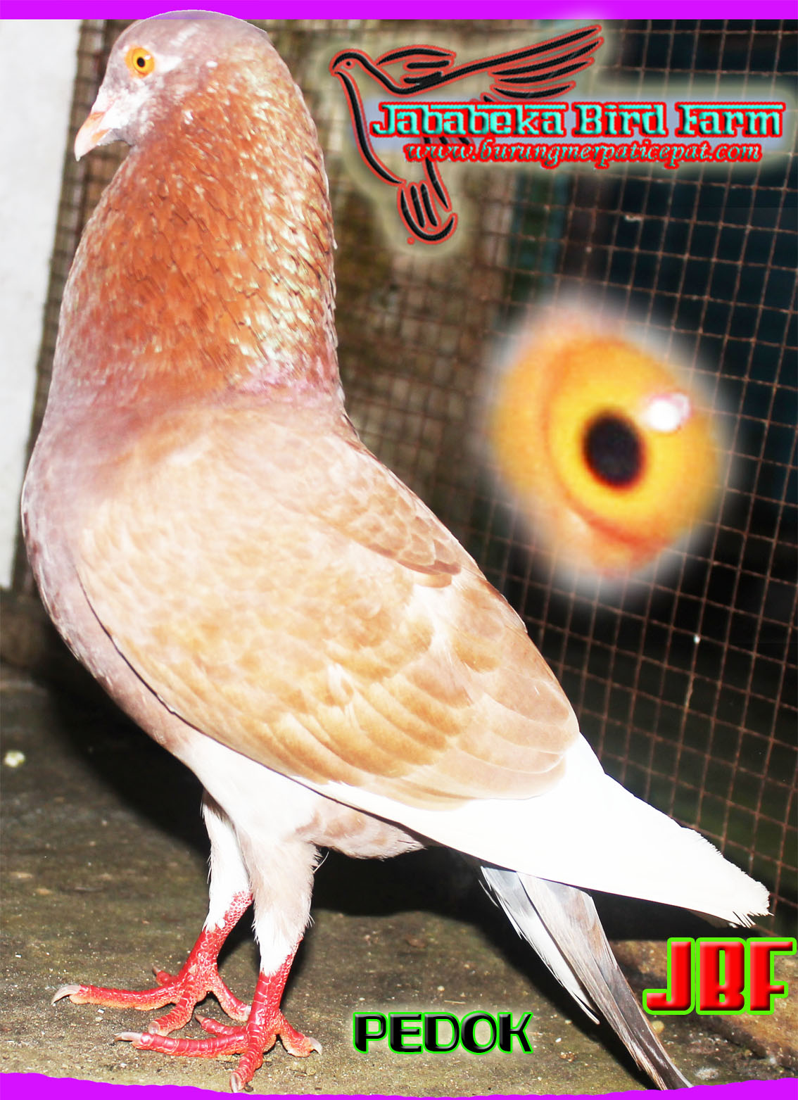 Rinangku Blog Cara Menjodohkan Dan Cara Membuat Keket Keras