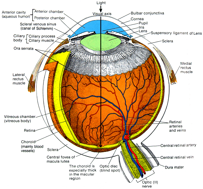 Inside Of Eyeball