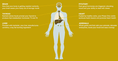 Fast Metabolism