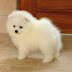 How to Groom a Pomeranian?