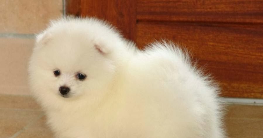how to brush a pomeranian how to groom a pomeranian many how to brush a pomeranian how to groom a pomeranian many