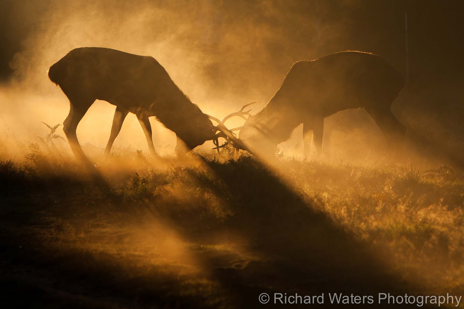 Richard Waters Photography BWPA Highly Commended Image Deer Rutting