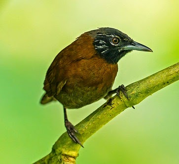 Suara burung sooty wren joss Suara burung sooty wren joss