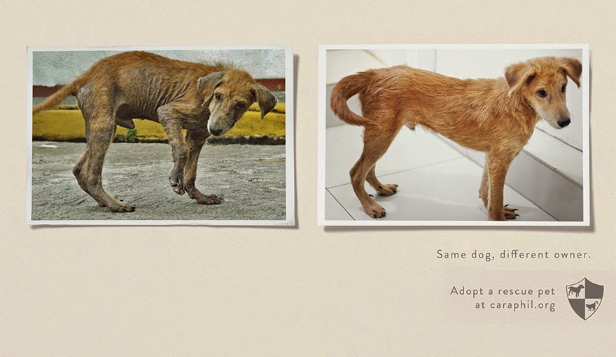 Same Pet, Different Owner. Adopt A Rescue Pet - 33 Powerful Animal Ad Campaigns That Tell The Uncomfortable Truth Same Pet, Different Owner. Adopt A Rescue Pet - 33 Powerful Animal Ad Campaigns That Tell The Uncomfortable Truth
