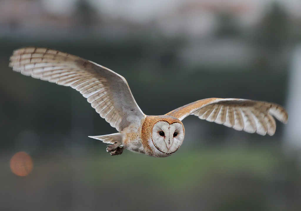 Horse Life and Love Things I Love about Winter x