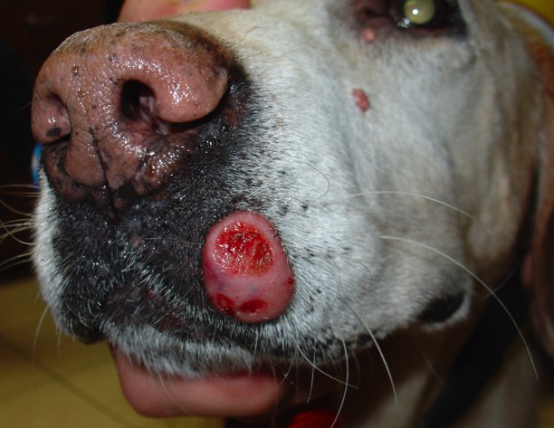Mct In Dogs