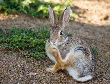 Fun Animals Wiki, Videos, Pictures, Stories: Dice's cottontail