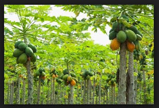 Klasifikasi Dan Morfologi Tumbuhan Pepaya Carica Papaya L Sejarah Biologi
