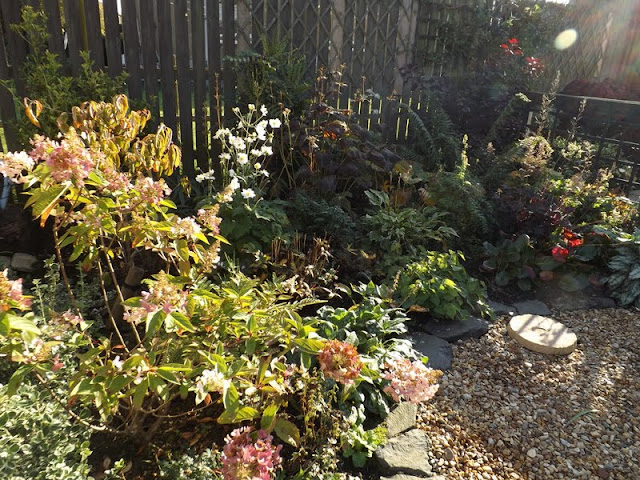 Three Dogs In A Garden Hydrangeas Care Basics Old New Varieties