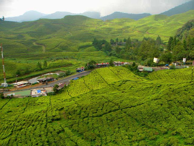 kebun teh di kawasan puncak bogor kebun teh di kawasan puncak bogor