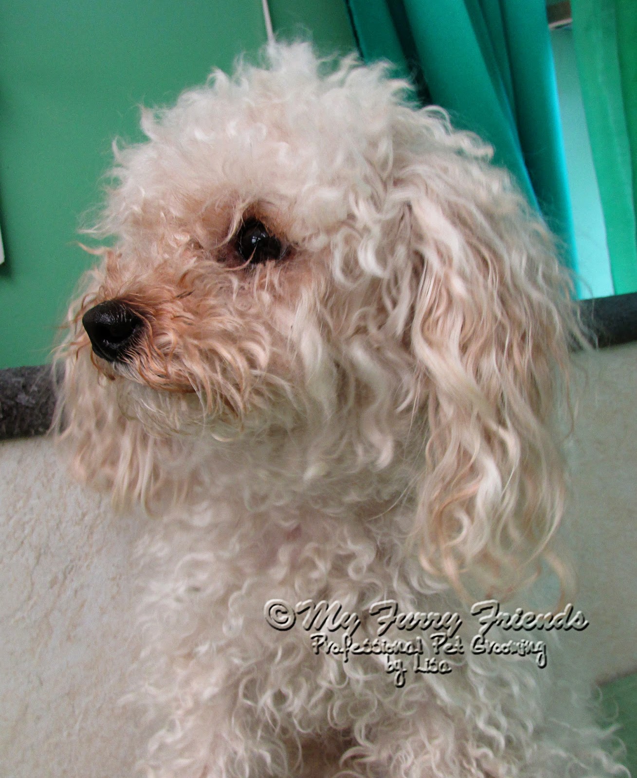 Pet Grooming The Good, The Bad, & The Furry Monday Makeover 12