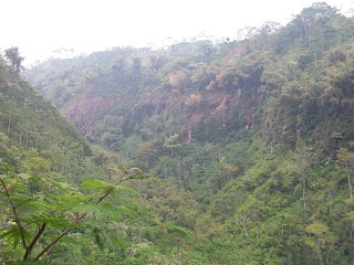 Sikopel around the planting site Sikopel around the planting site