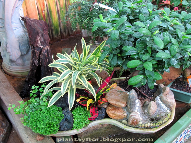 Plantas y flores Plantas ornamentales Plantas y flores Plantas ornamentales