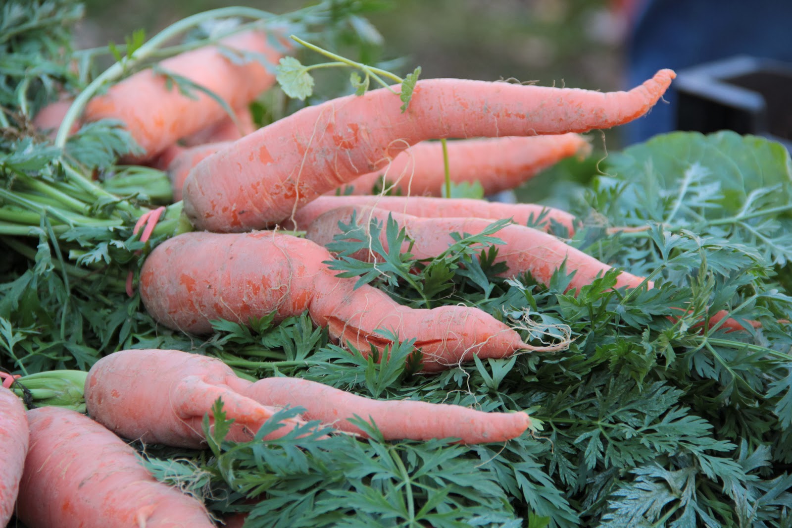 Cheverly Community Market