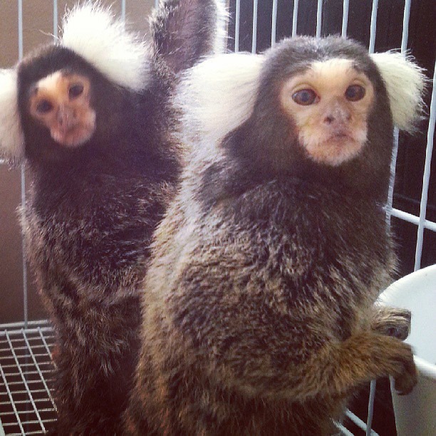 Cage requirements for a Marmoset Finger Monkey