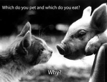 Which do you pet and which do you eat?
