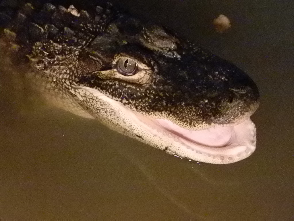 From Paws to Claws Reptile Neglect Is the abuse Overlooked?