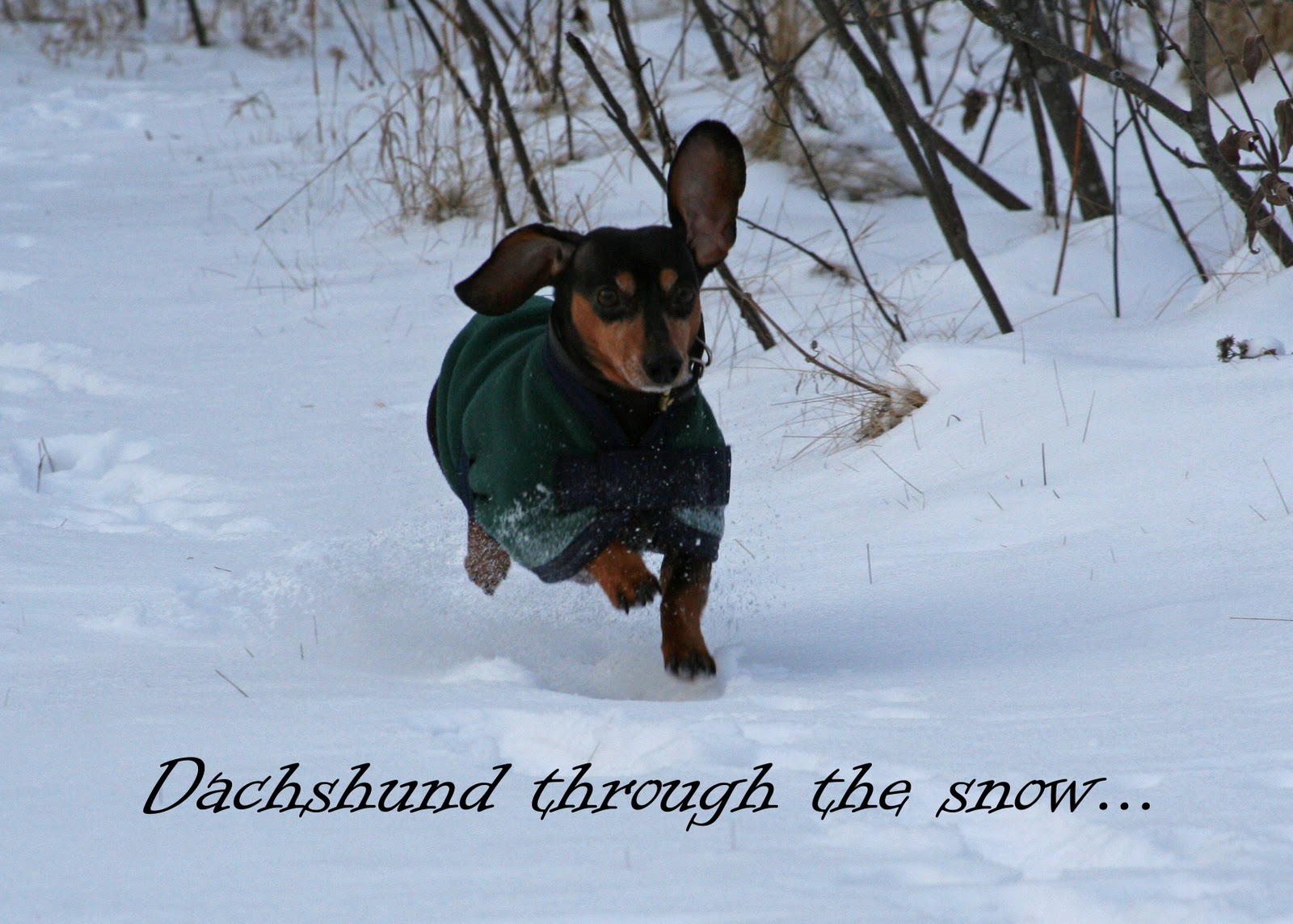Dachshund In Snow