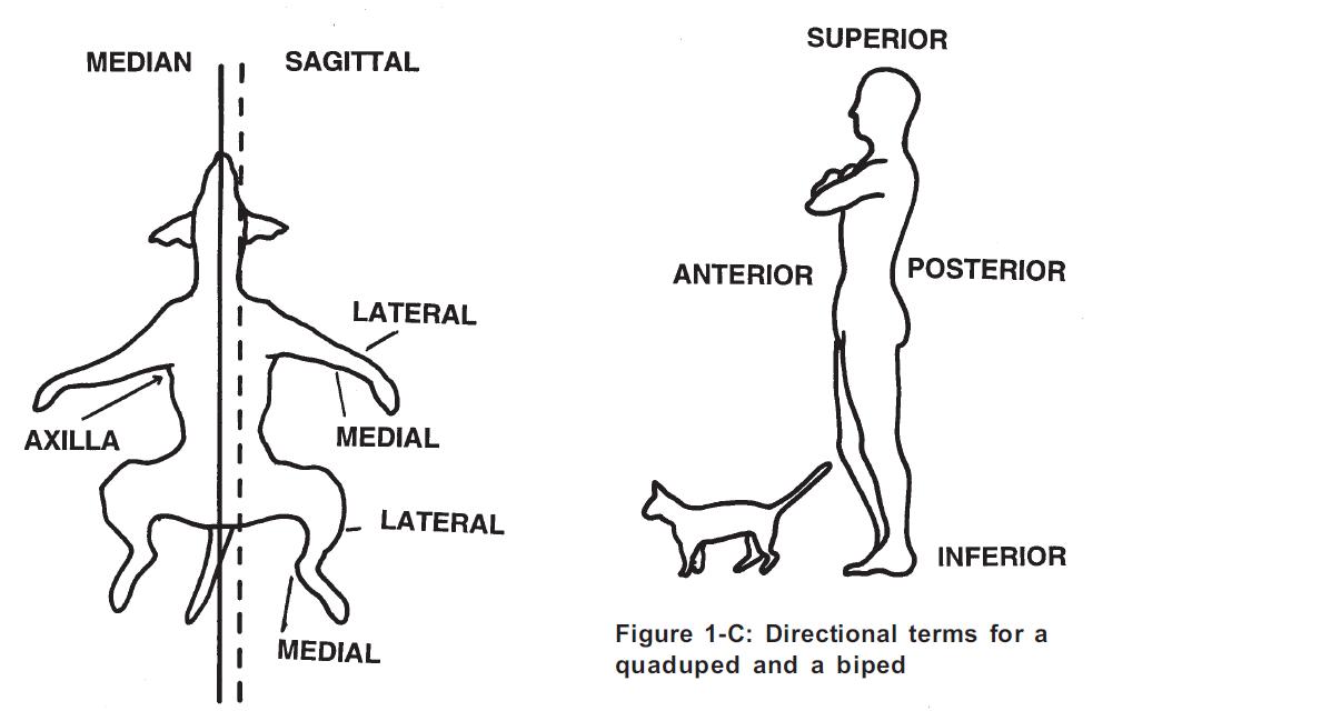 Master of Animal Studies (Animal Physiotherapy): Comparative Animal Anatomy