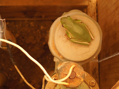 Frog in Sprinkler Control Box, © B. Radisavljevic