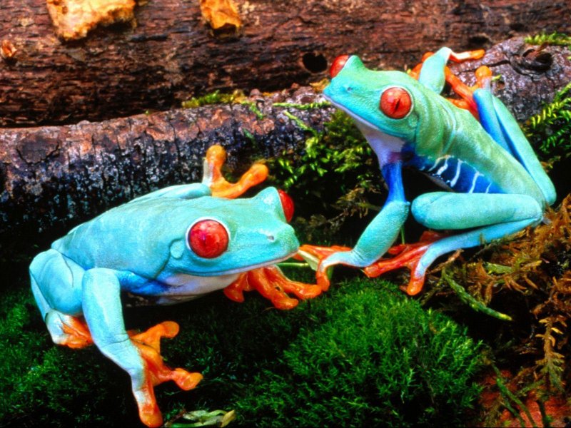 INFORMACION ANIMAL ANFIBIO informacion animal anfibio: