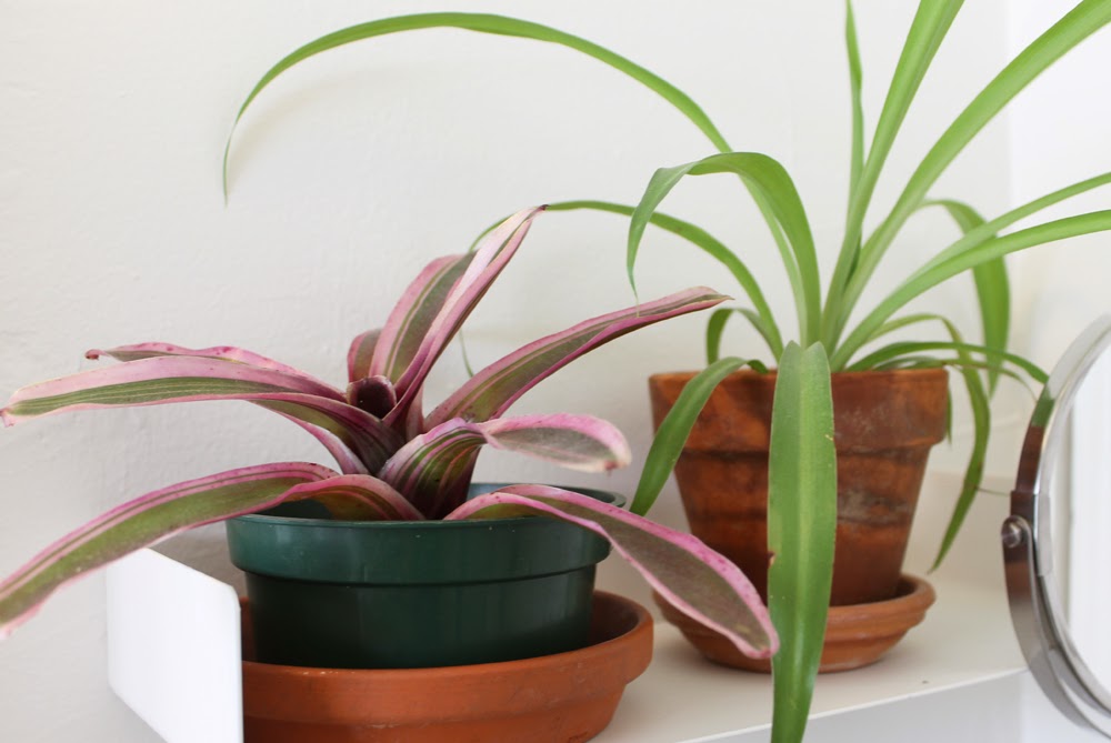 small house plants download small house plants download