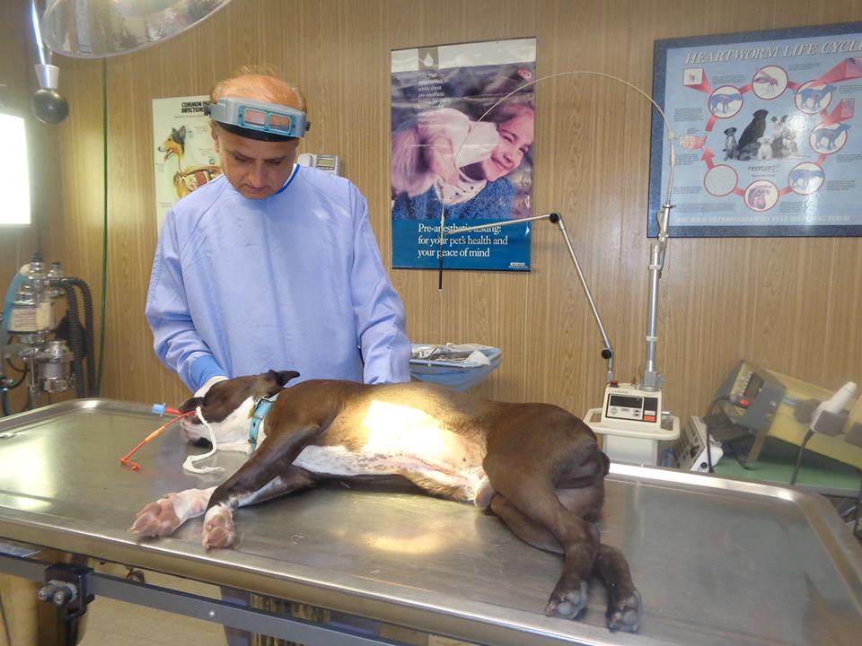 How to Get Fatty Tumors Removed in Dogs picture How to Get Fatty Tumors Removed in Dogs foto