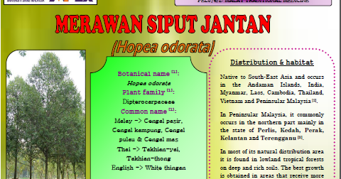 Malay Traditional Medicine Merawan Siput Jantan