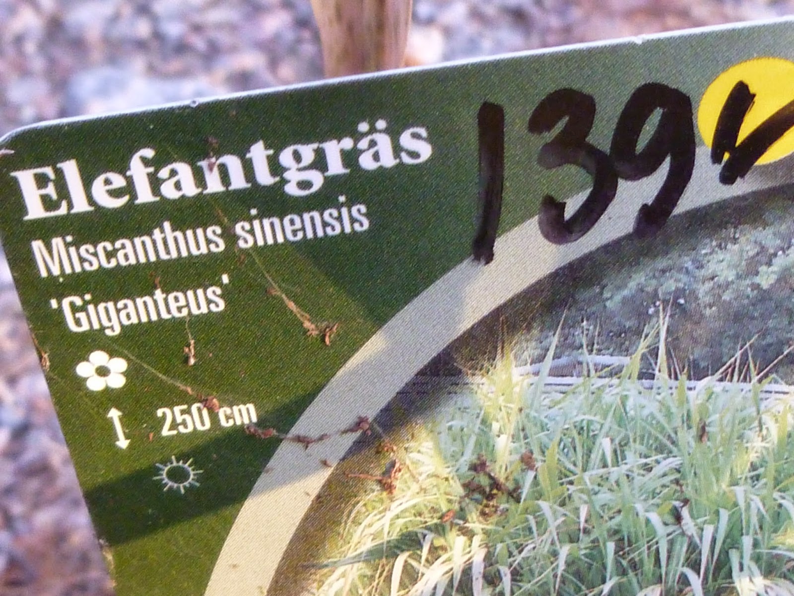 Svanå trädgård: elefantgräs