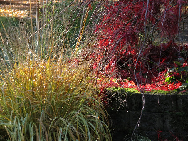 Humbot Plants Of The Dedekam