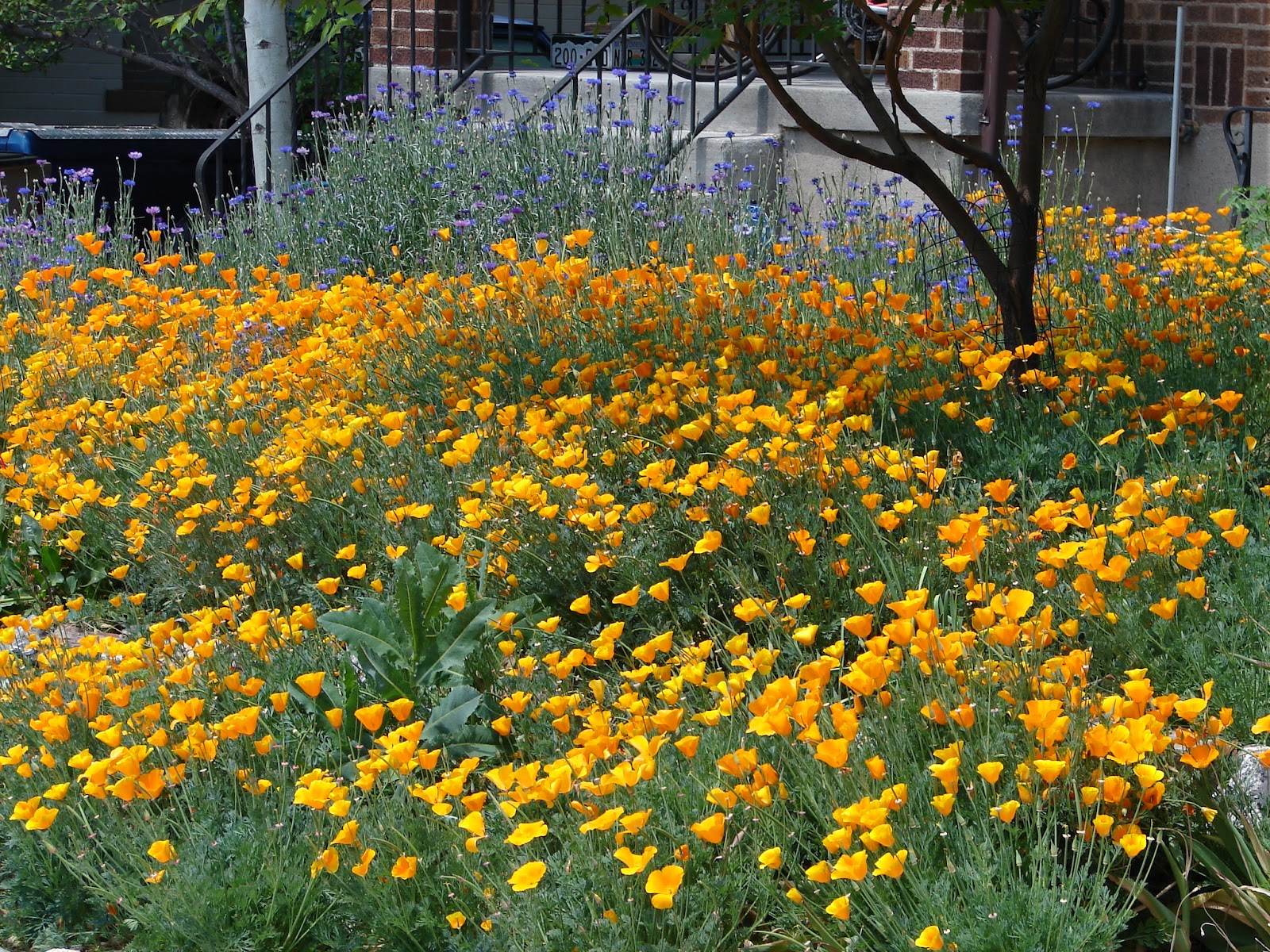 New Utah Gardener Top Five Flowers from Seeds!
