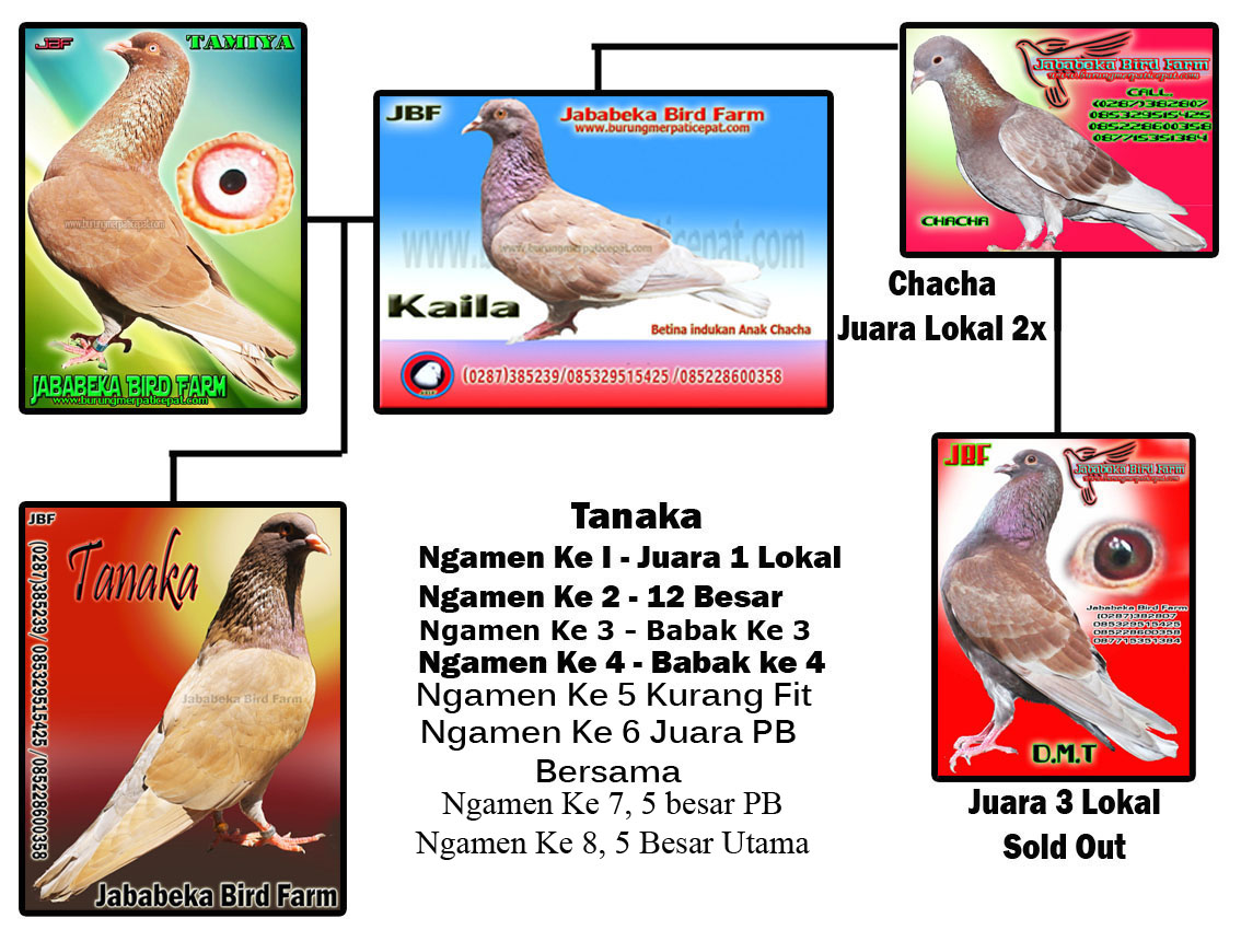 085228600358 / 085329515425 Saran Cara Mencari Burung Merpati Hilang & Antisipasinya Oleh Jababeka Bird Farm 085228600358 / 085329515425