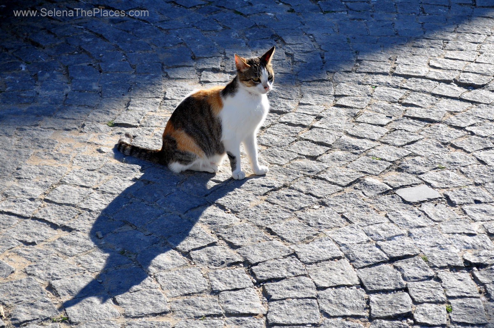 Cats of Morocco