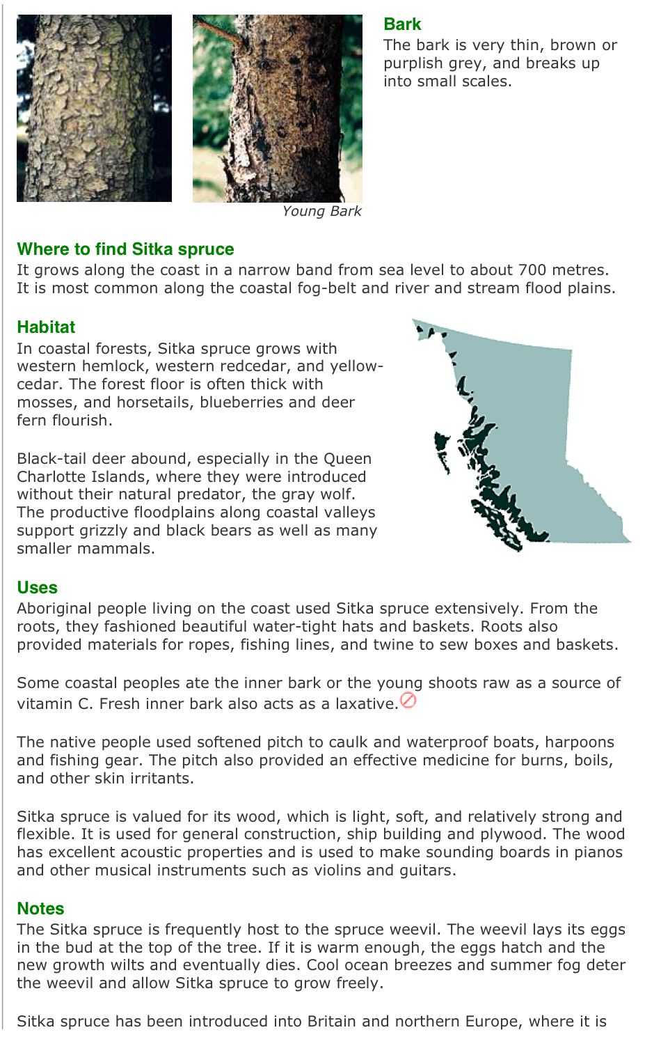 Vancouver Island Big Trees Identify Trees