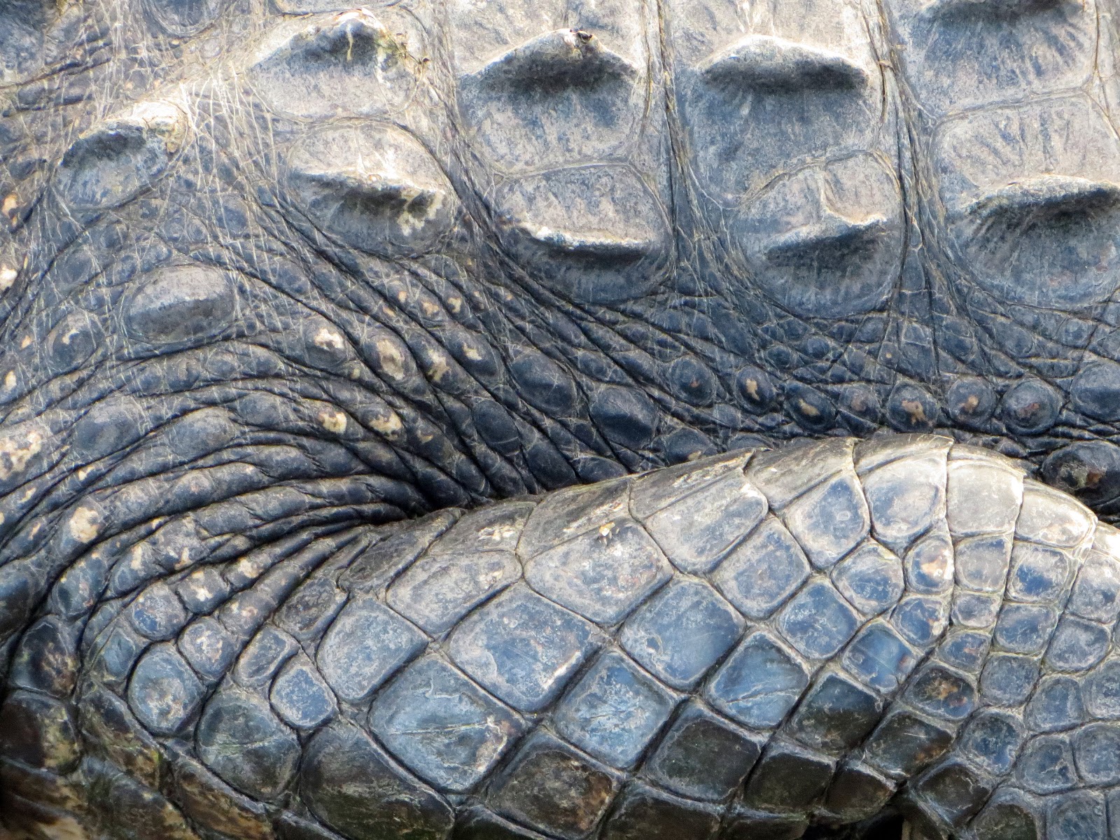 The Daily Rant Seriously Up To Our Ass In Alligators