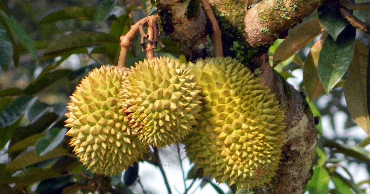 7 Manfaat buah Durian bagi kesehatan Rickypedia