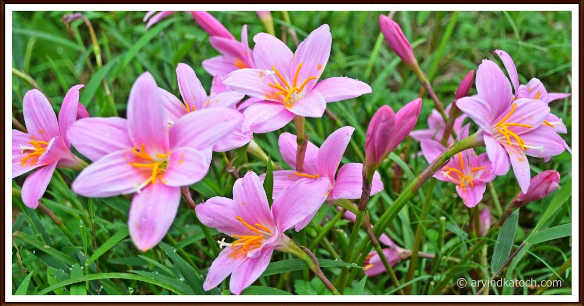 Beautiful Pink Wild Grass flowers of Himachal Pradesh
