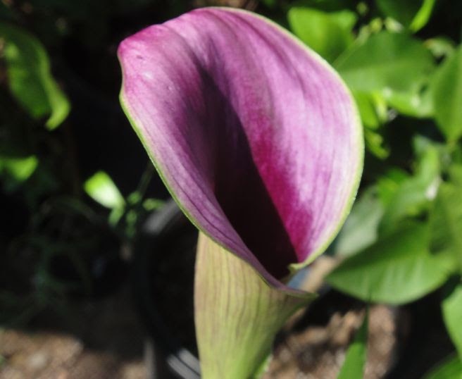 Gallery of Callas Lilies by Color Black Calla Lilies