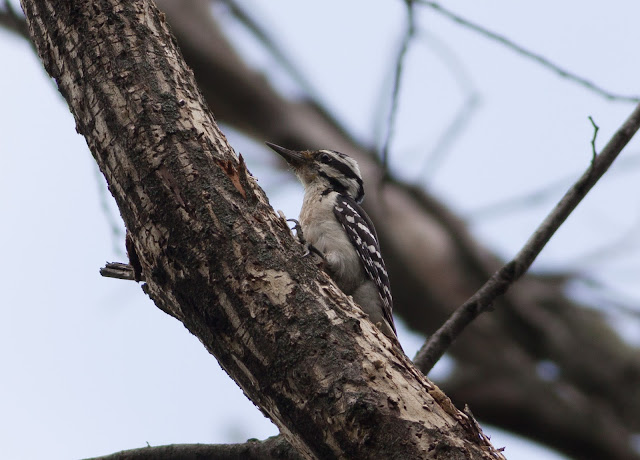 Hairy Woodpecker - Inwood Hill Park, New York Hairy Woodpecker - Inwood Hill Park, New York